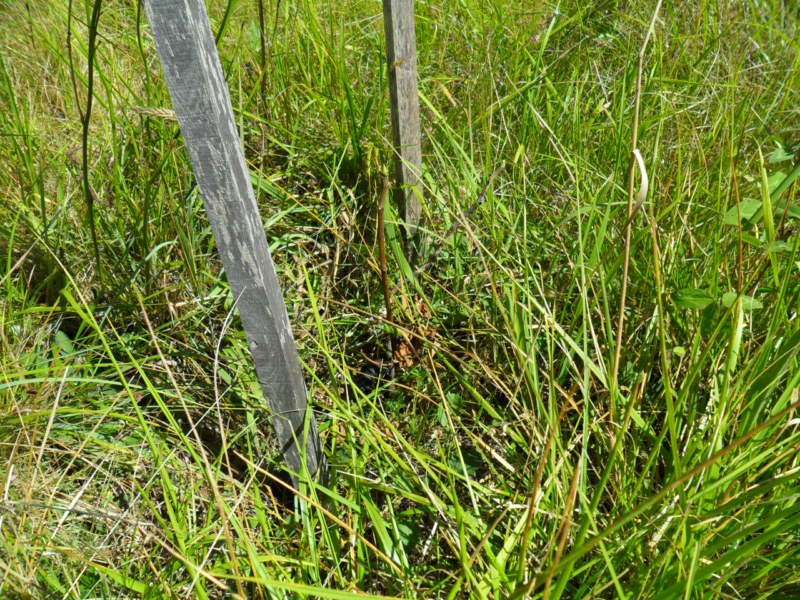 figuier mort mais reparti.jpg