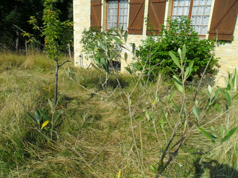 olivier qui a fait une olive.jpg