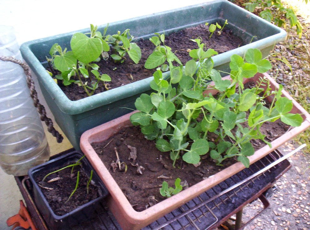 130603 jardinière soja azuki petitp pchiche + orgeX4.JPG