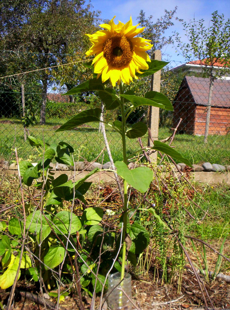 tournesol entier.JPG