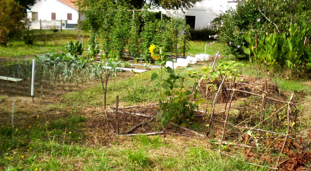2 potagers G pollué + D vivant.JPG