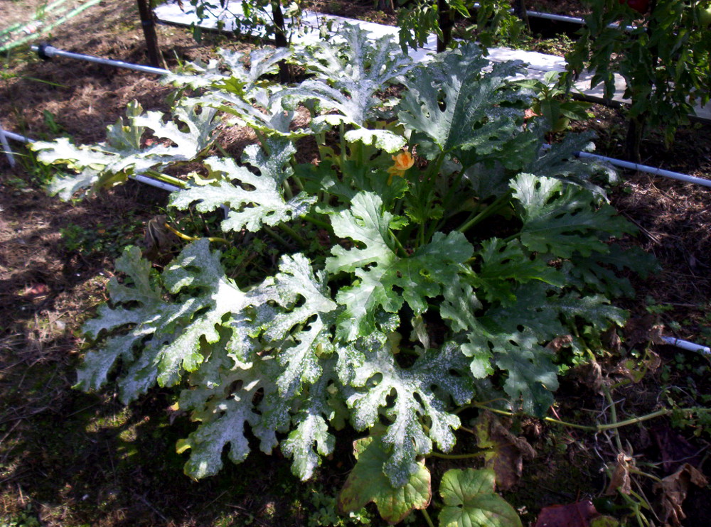 courgette.JPG