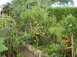 tomates réduit.jpg
