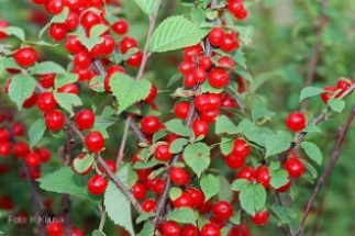 prunus tomentosa 2.jpg