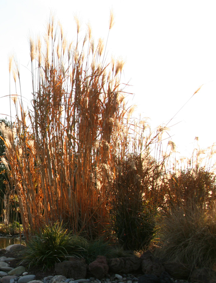 miscanthus.jpg