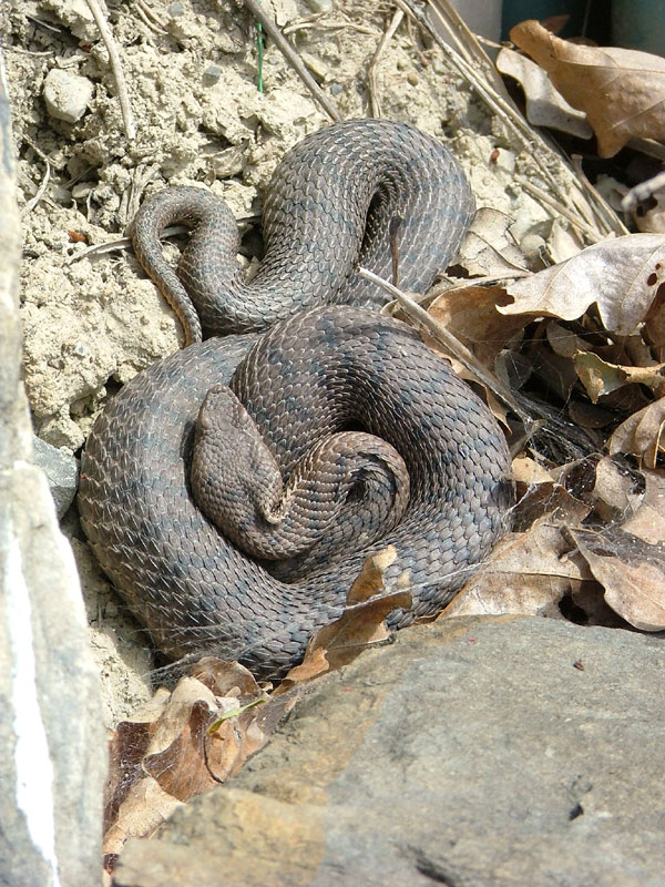 vipera_aspis_veigy.jpg
