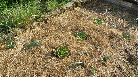 P4211626.png