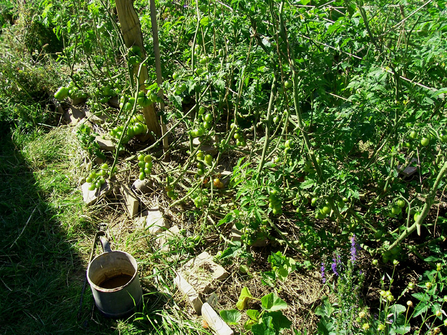 Tomates sans taille et à peine tuteurées.jpg