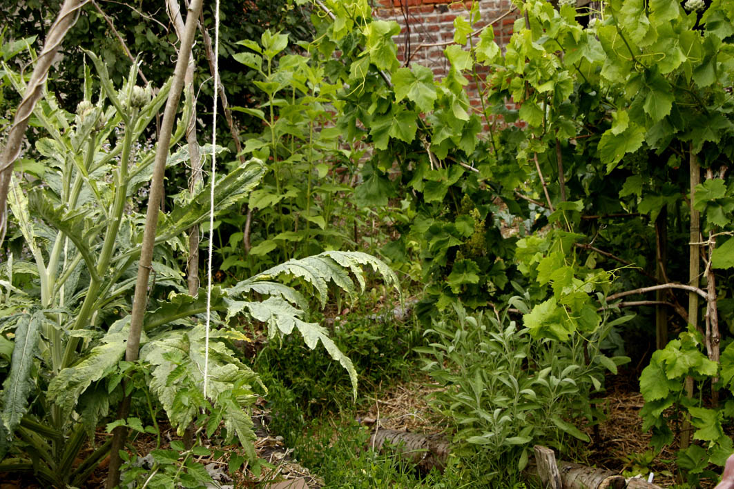 essai grandes plantes pérennes et annuelles.jpg