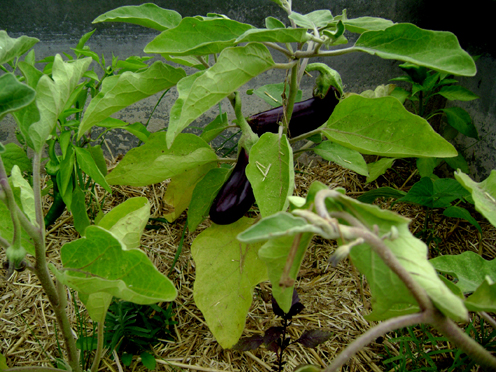 solanacées,basilics et melons sous mini serres.jpg