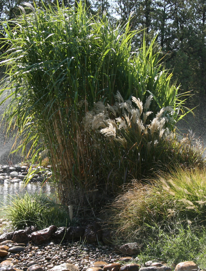 miscanthus.jpg