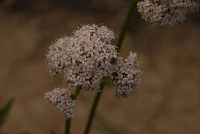 fleurs-inconnues.jpg