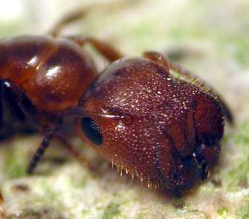 camponotus.jpg