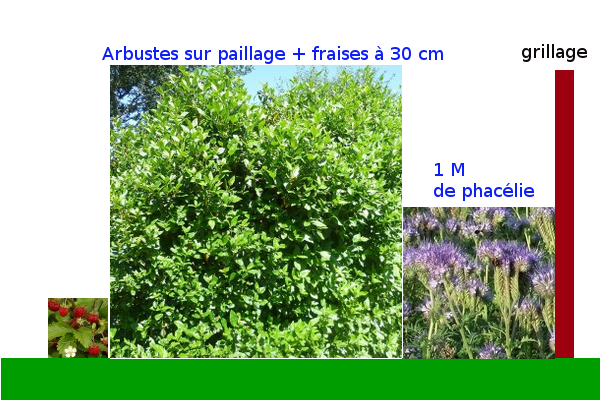 plantation_arbuste.png