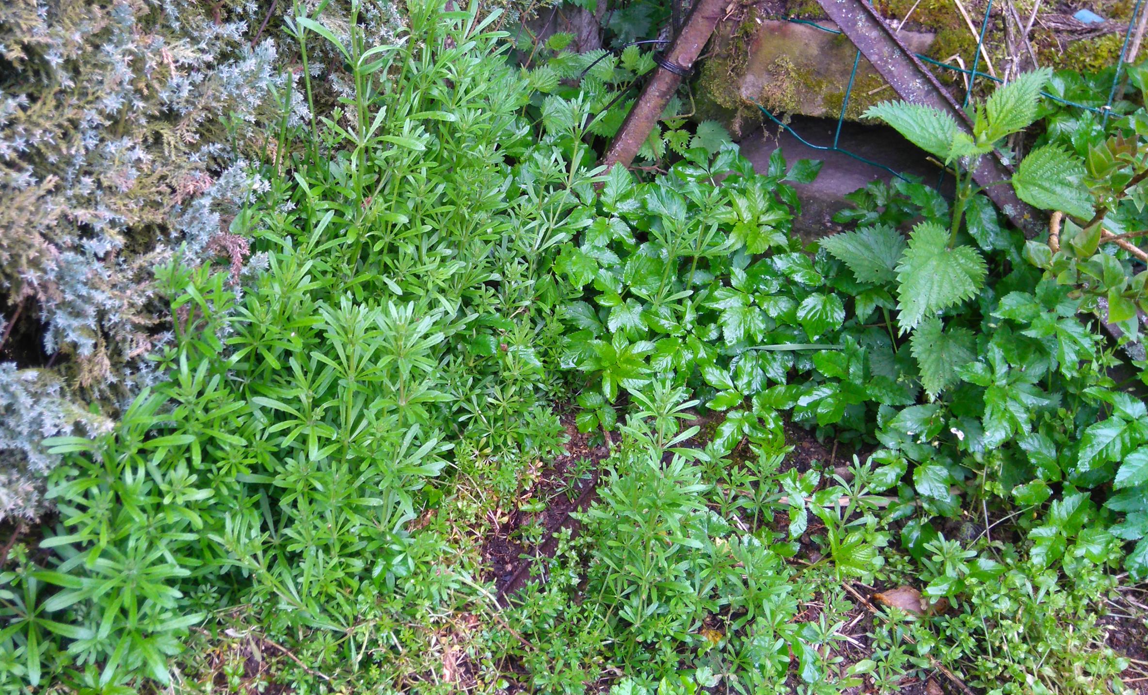 plantes sauvages de la petite parcelle du potager..JPG