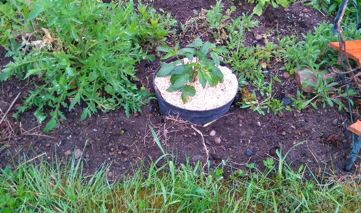 melon poire planté le 21 avril 2016.JPG