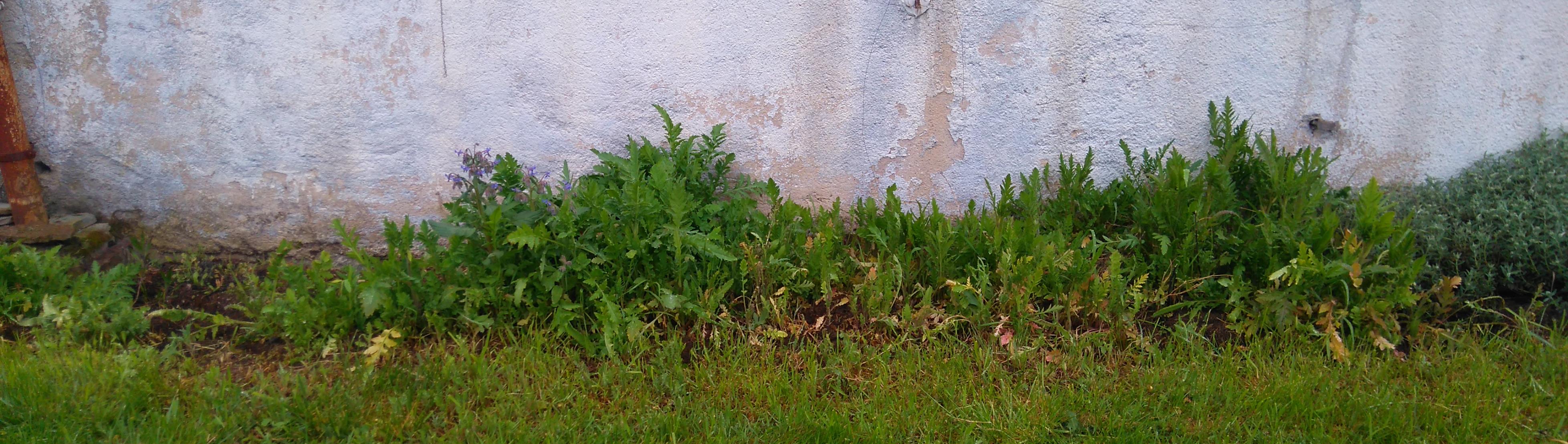 bordure  gauche de la  maison nettoyé25.04.2016.JPG
