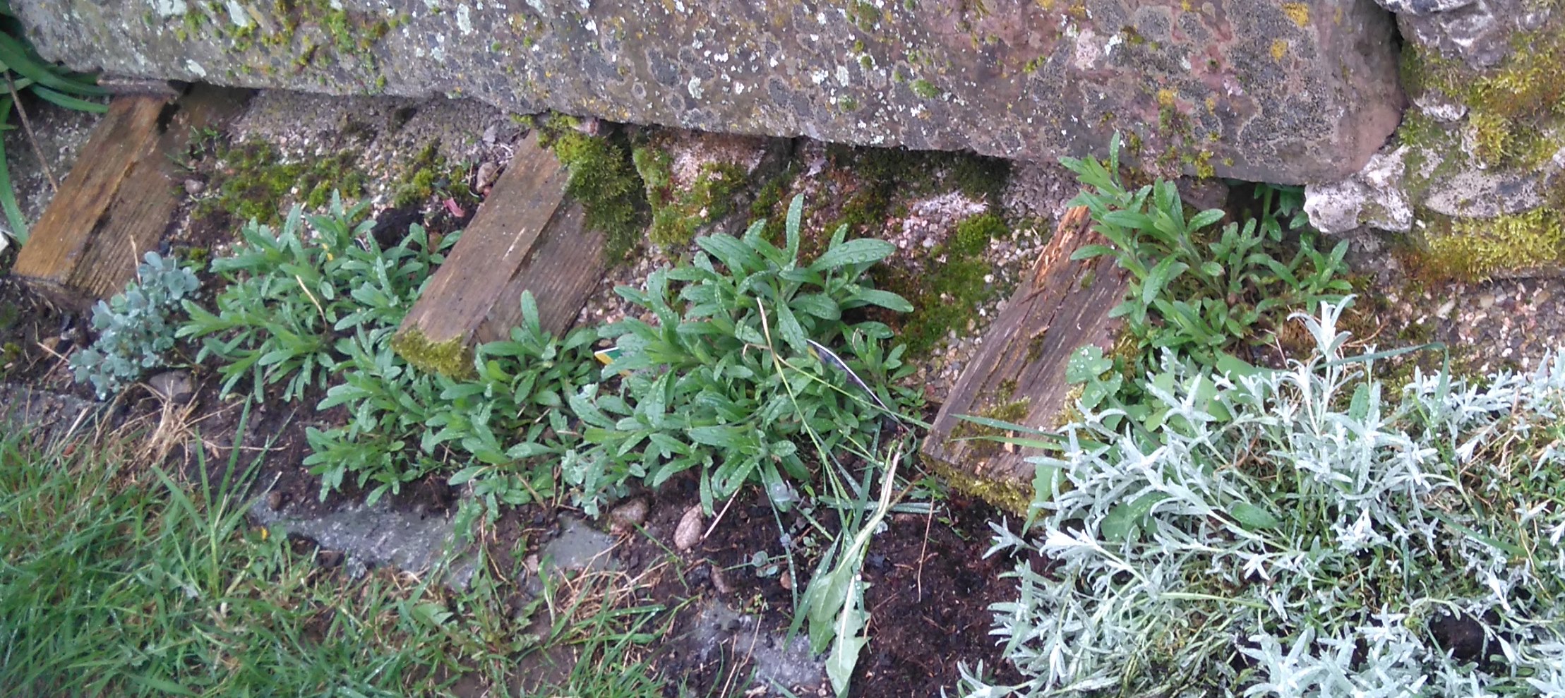 suite avant gauche maison 25.04.2016.JPG