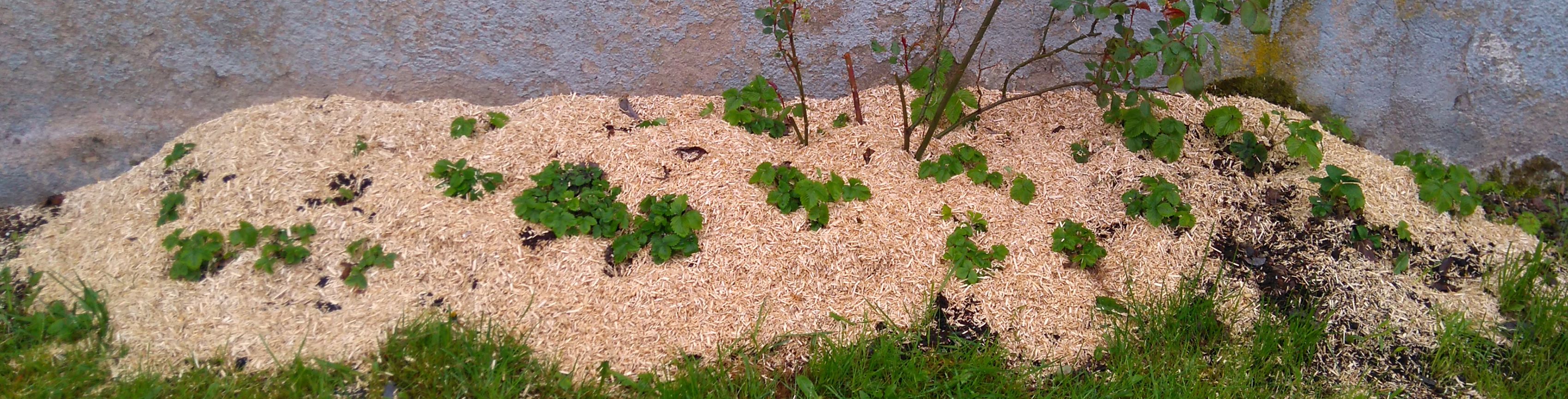 fraises des bois au nord de la maison avec vieux rosiers.JPG