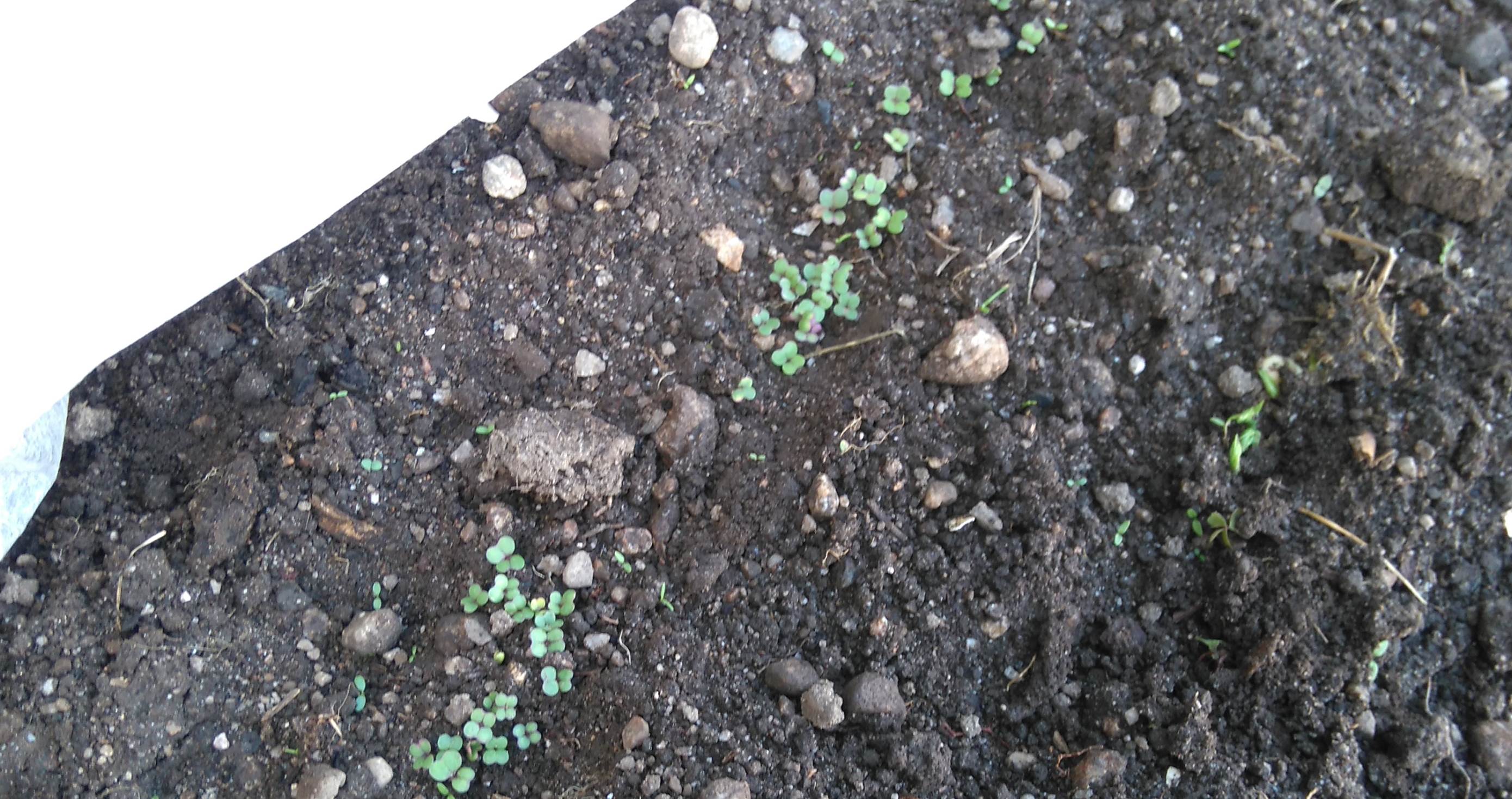 planche de pois,navets,oignons qui léve.JPG