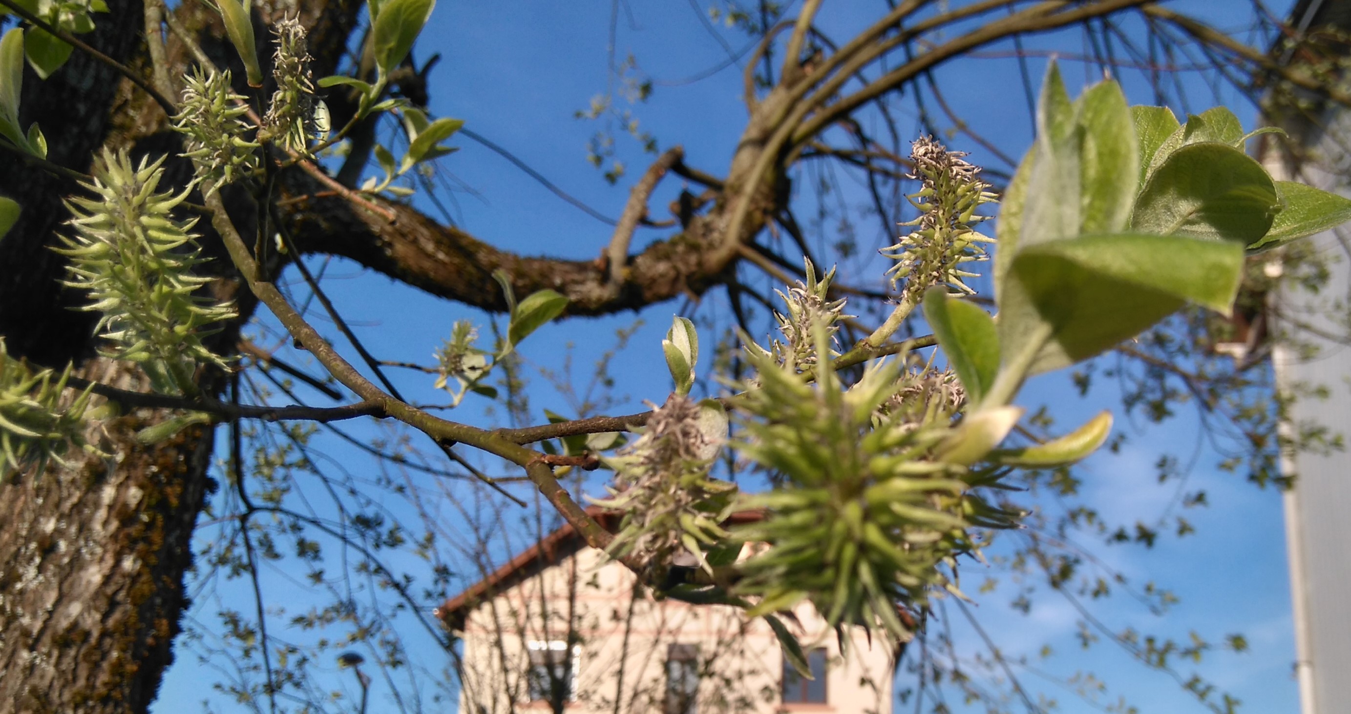 fleurs de l'arbre.JPG