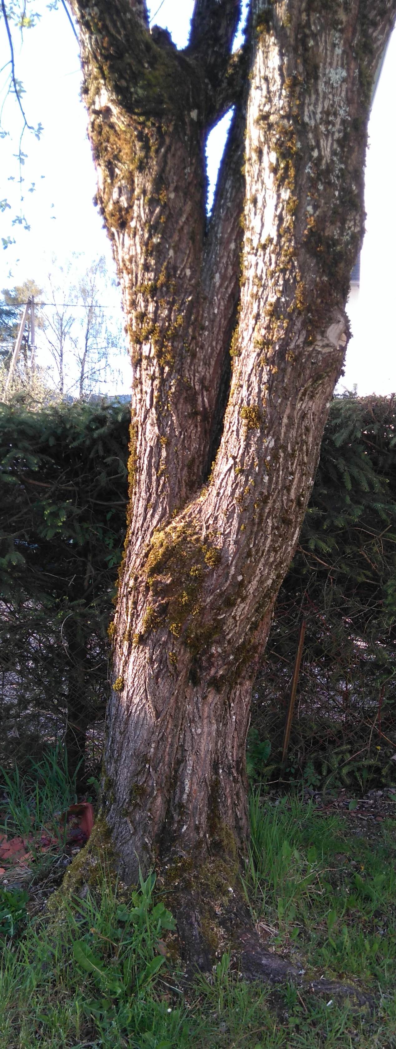 arbre inconnu.JPG