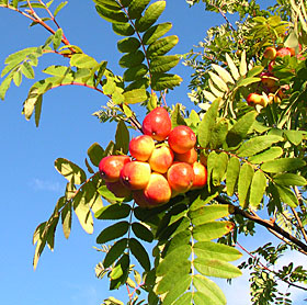 sorbus_domestica fruit1.jpg