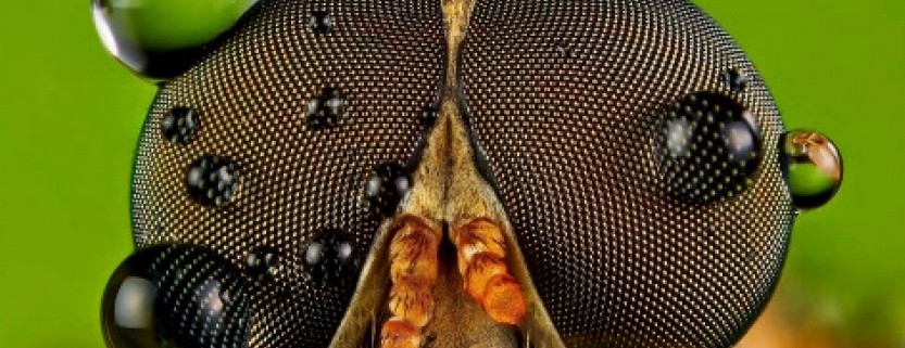 yeux-insecte-833x321.jpg