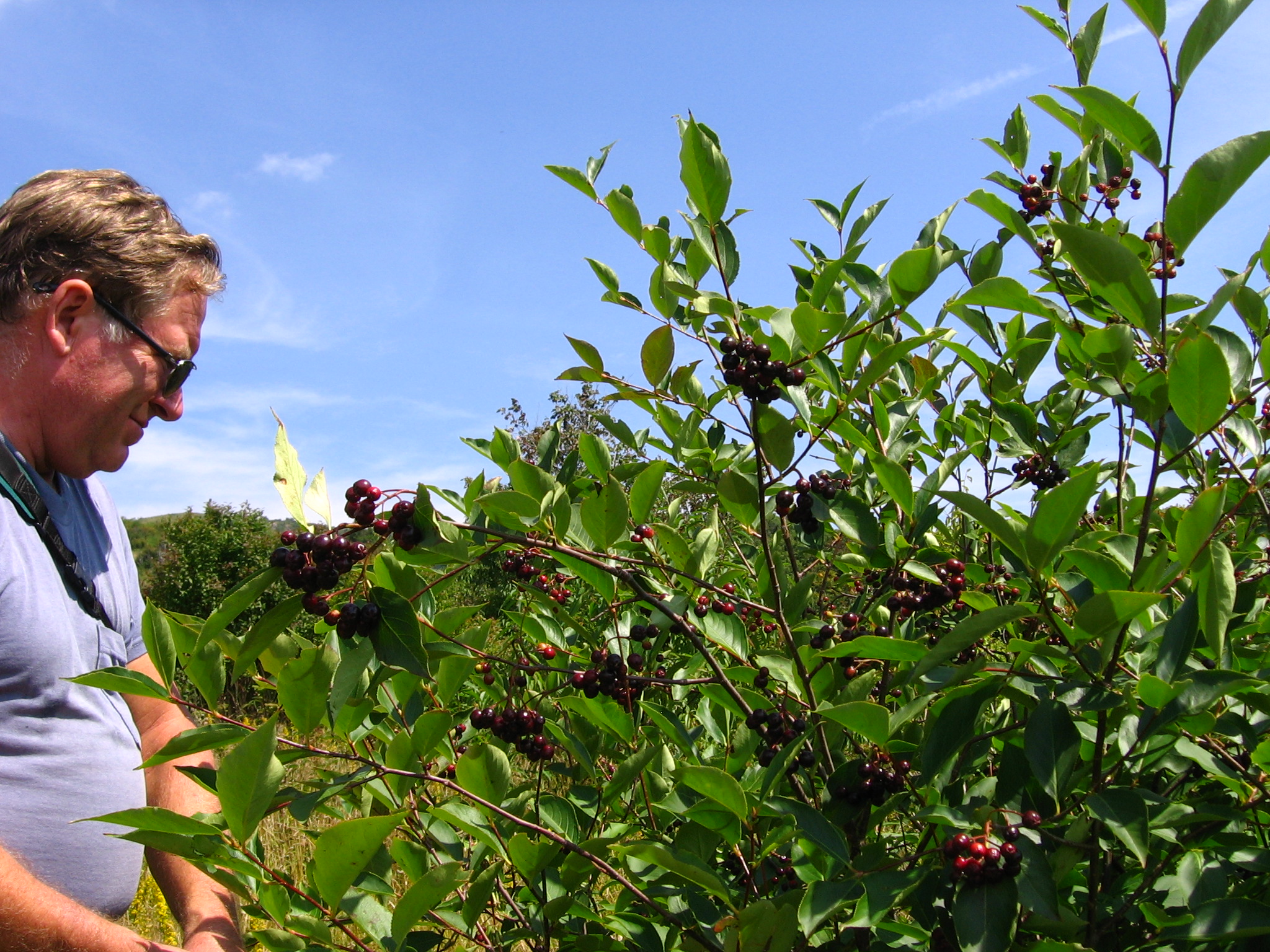 Aronia melanocarpa.jpg