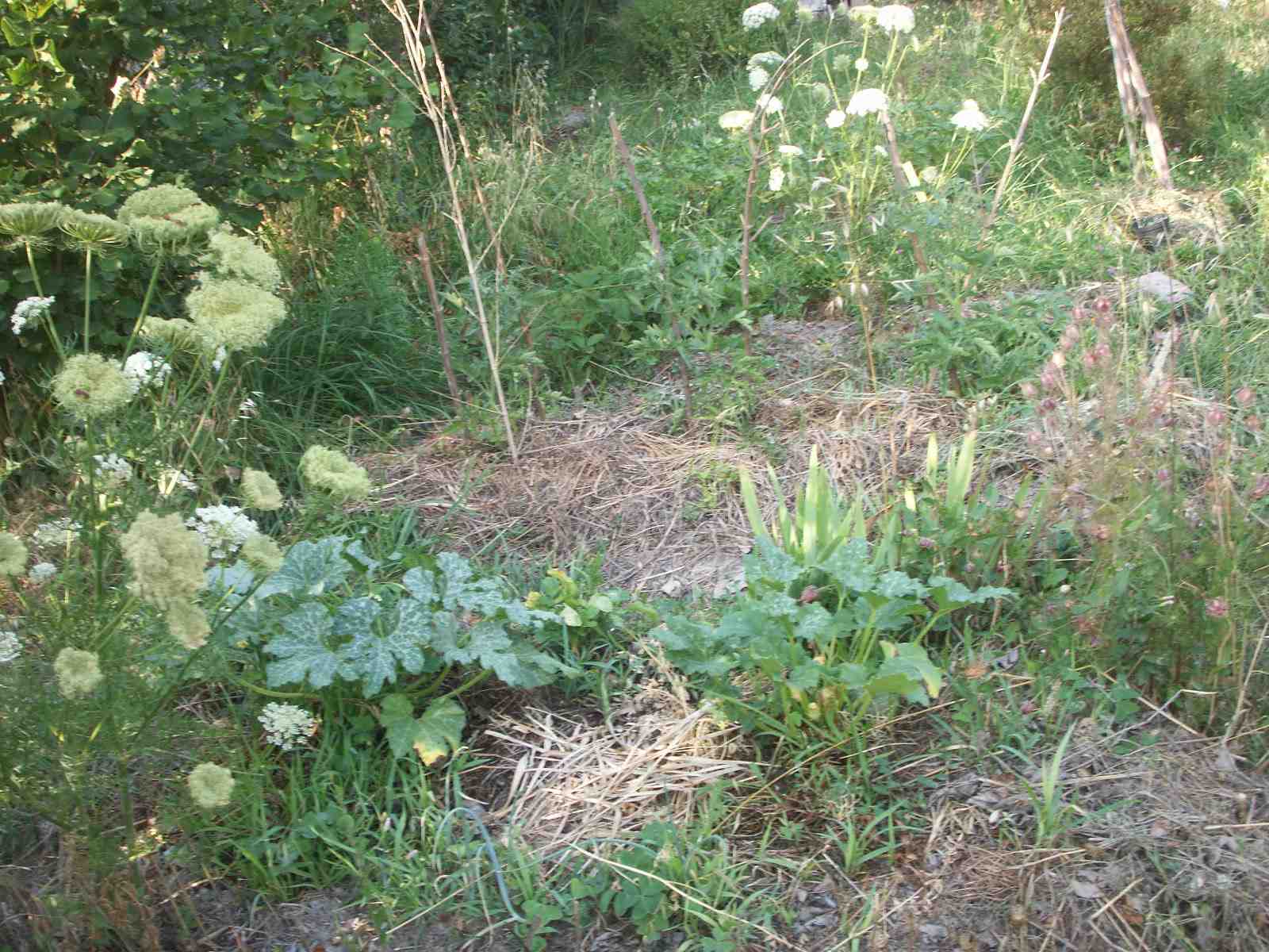 tomates, courgettes, carottes grainées.jpg