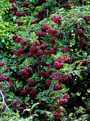 Amélorsorbus ivan's bell.jpg