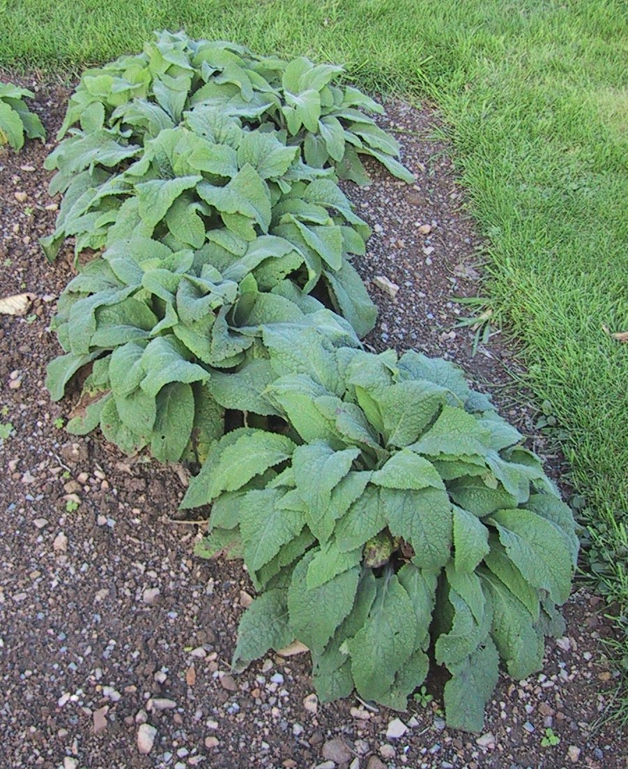 Digitalis_purpurea_(digitale_pourpre).jpg