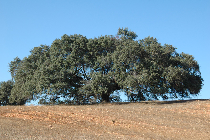 quercus_ilex.jpg