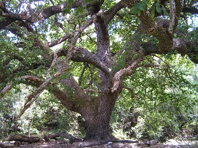 quercus_robur.jpg