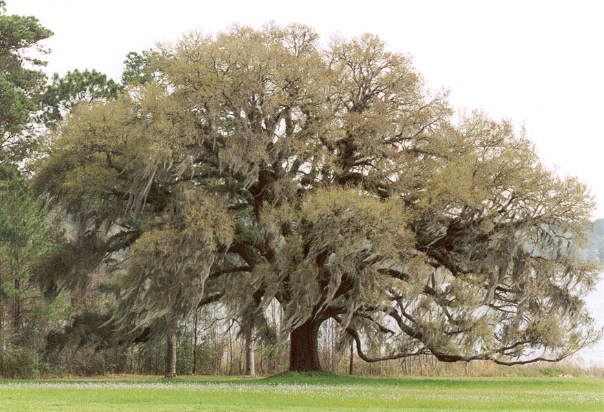 Quercus_virginiana_.jpg