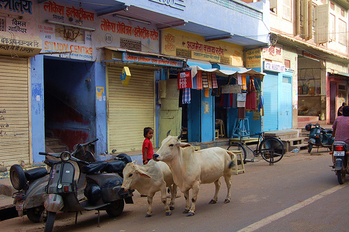 vache naine d'inde.jpg