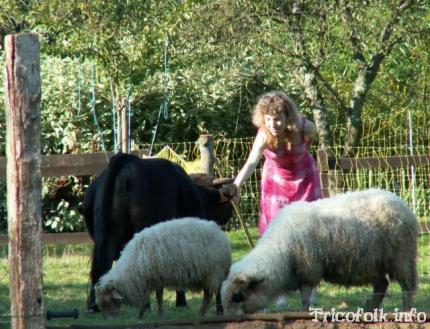 vache naine et moutons nains.jpg