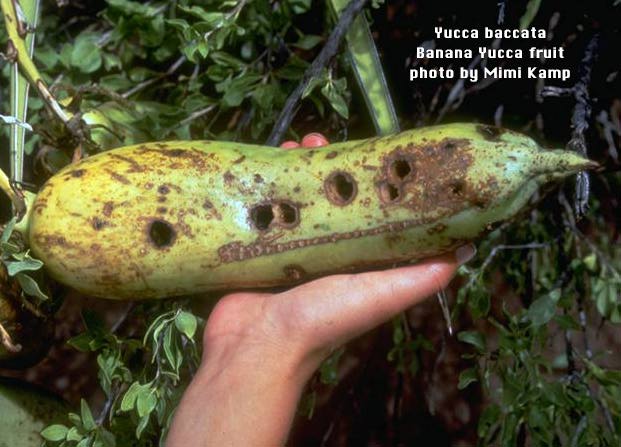 Yucca_baccata.jpg