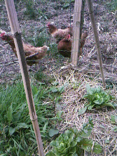 Poules pondeuses.jpg