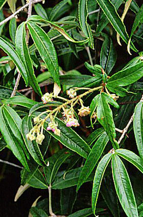 rubus henryi.JPG