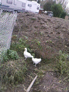 Poules nègre soie.jpg