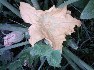 Fleur de courgette.jpg