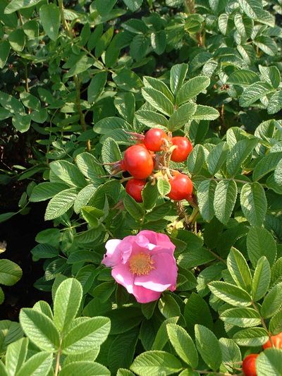 rosa_rugosa__089270300_0902_04022008.jpg