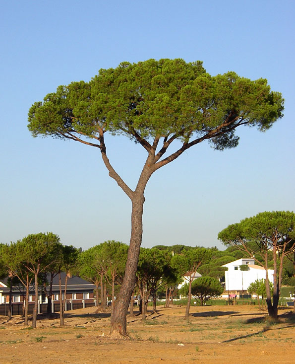 pinus_pinea.jpg