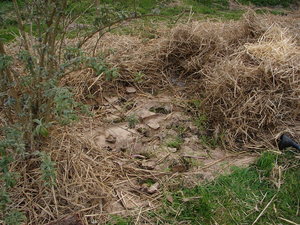 carton pdeTerre 2010.jpeg