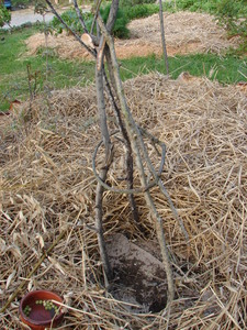 16mai10 petit pois.jpeg