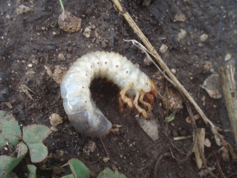 larve à identifier.jpg