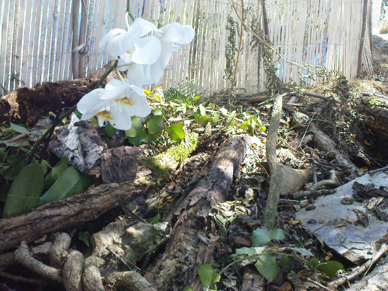 DSC00228.JPG