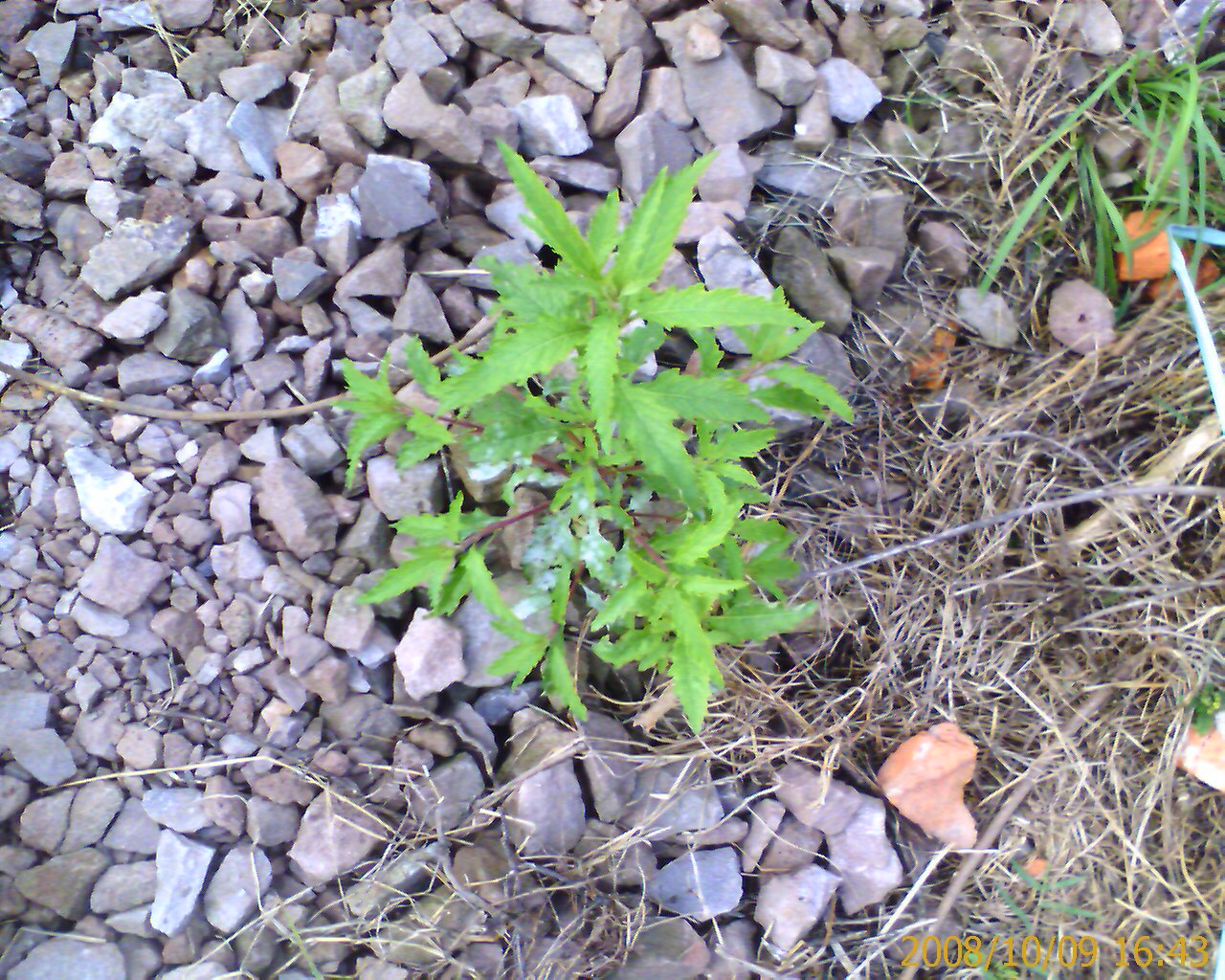 IMAGE_00064.jpg