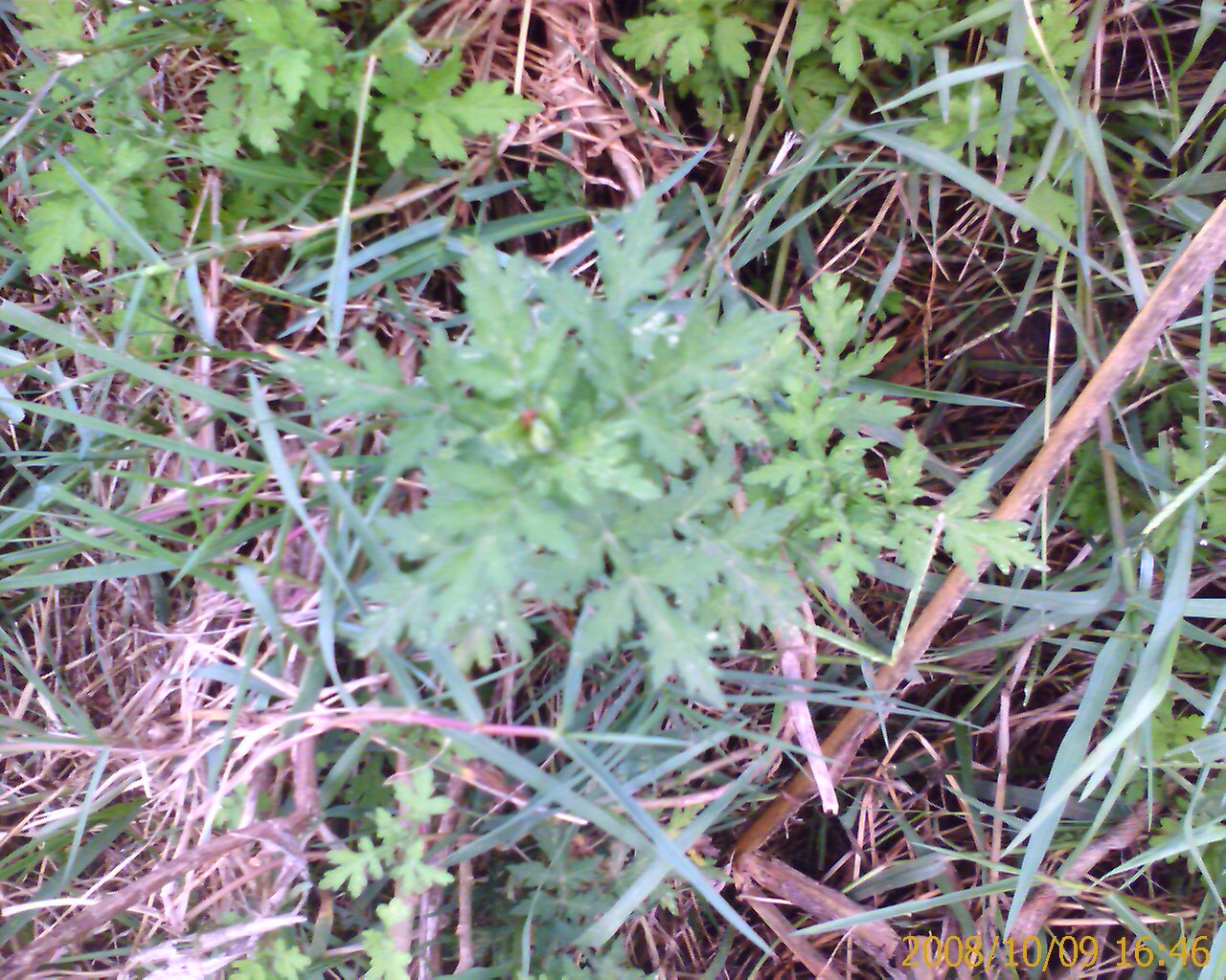 IMAGE_00066.jpg